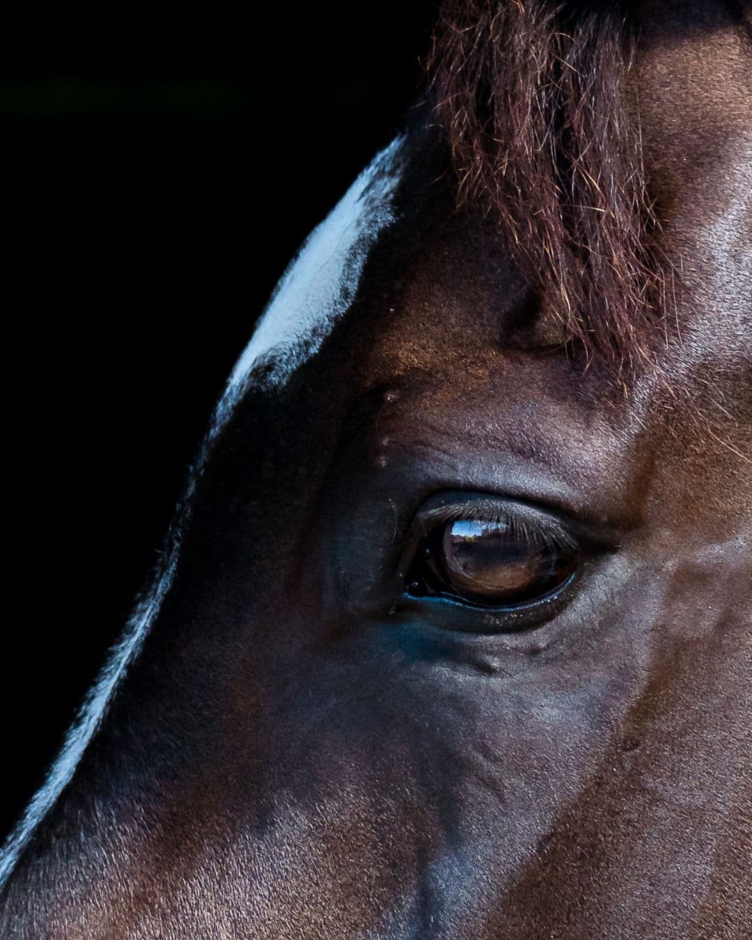 Hesteassisteret læring - hestens øje spejler dit lederskab og din kommunikation