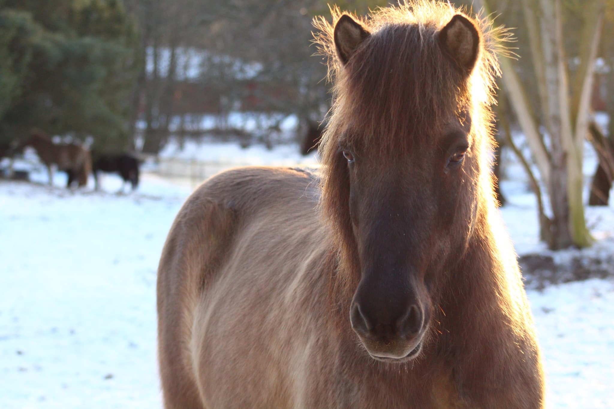 Islandsk hest i nærbillede - rolig kontakt