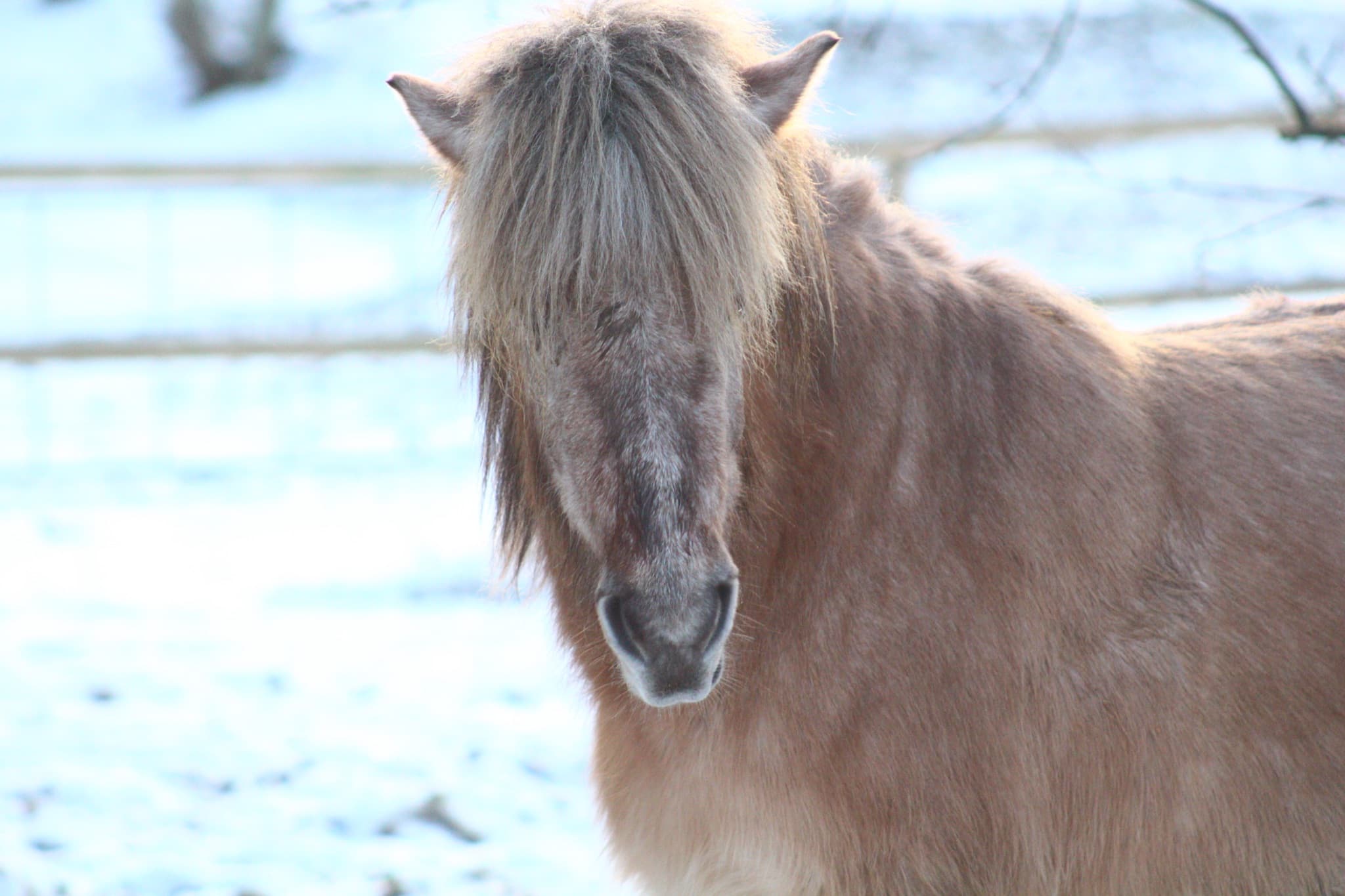 Islænder Saga - hest i hesteassisteret læring